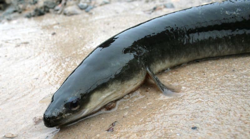 American Eel. Clinton & Charles Robertson from RAF Lakenheath, UK & San Marcos, TX, USA & UK, CC BY 2.0 https://creativecommons.org/licenses/by/2.0, via Wikimedia Commons