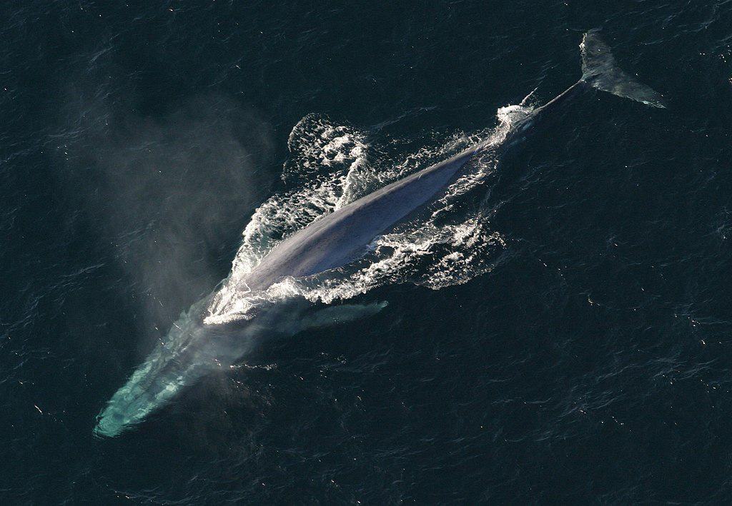 Blue whale. NOAA Photo Library, Public domain, via Wikimedia Commons
