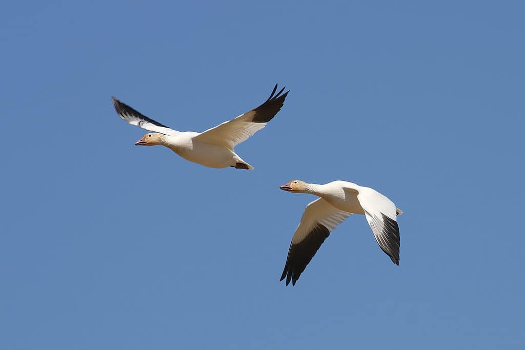 Snow geese flying. Cephas, CC BY-SA 3.0 https://creativecommons.org/licenses/by-sa/3.0, via Wikimedia Commons