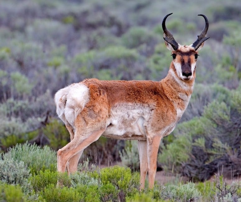 Pronghorn Antelope, Cabin Lake Road, Fort Rock, Oregon