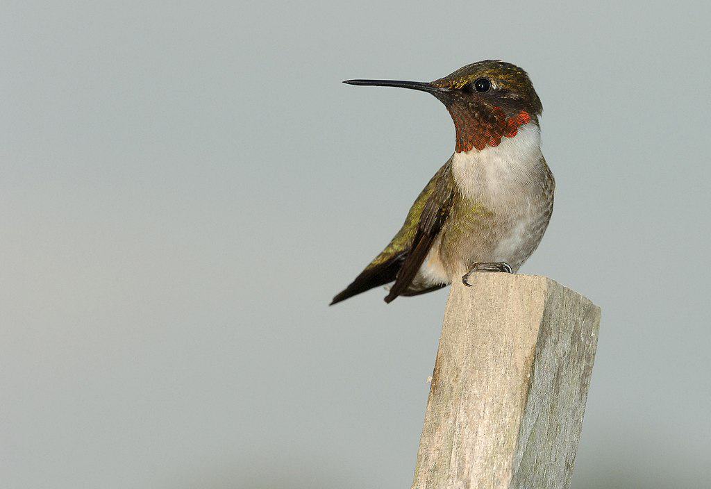 Ruby-throated hummingbird sitting on a wooden pole. Joe Schneid, Louisville, Kentucky, CC BY 3.0 https://creativecommons.org/licenses/by/3.0, via Wikimedia Commons