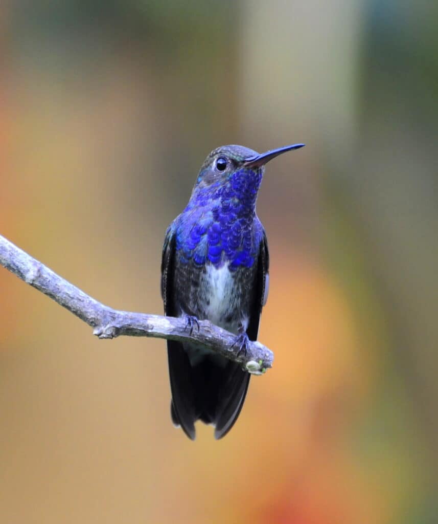 Sapphire-spangled Emerald 