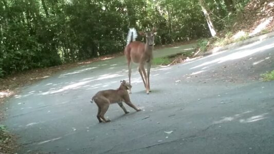 Watch: Deer vs Bobcat