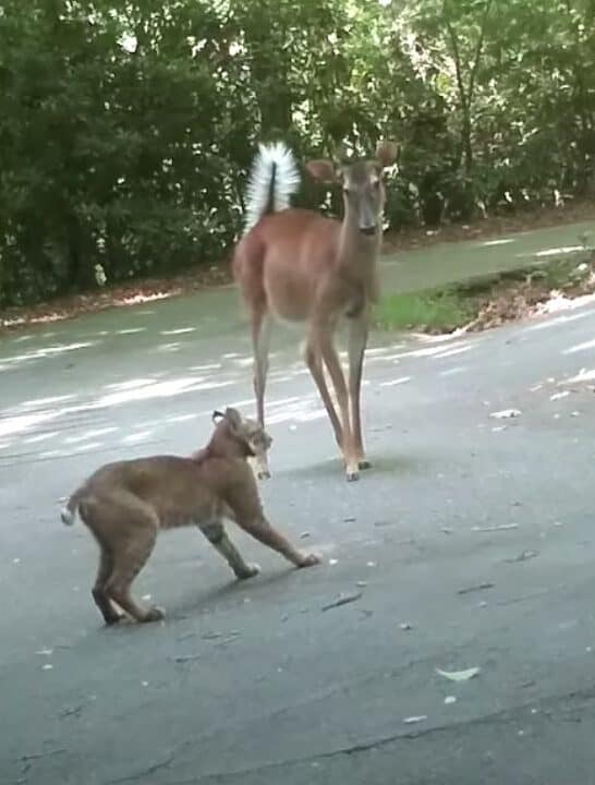 Watch: Deer vs Bobcat