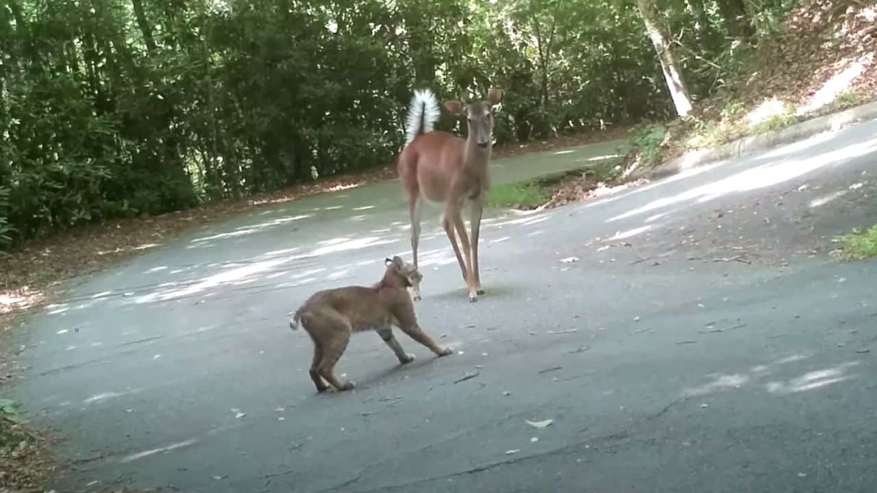 Watch: Deer vs Bobcat