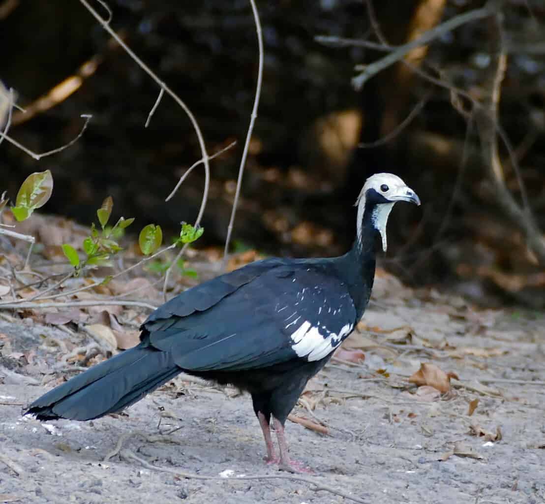 Pipile cumanensis at Piquiri River, Porto Jofre area, Pantanal, Poconé, Mato Grosso, Brazil.