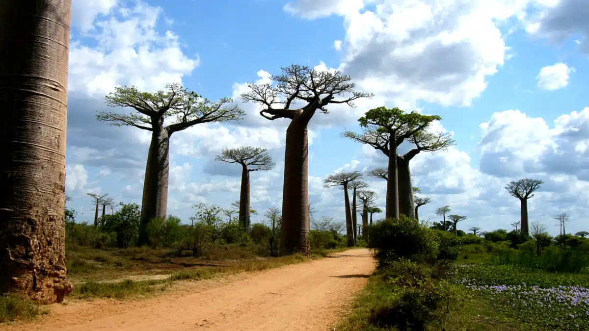 Boabab trees in Madagascar.