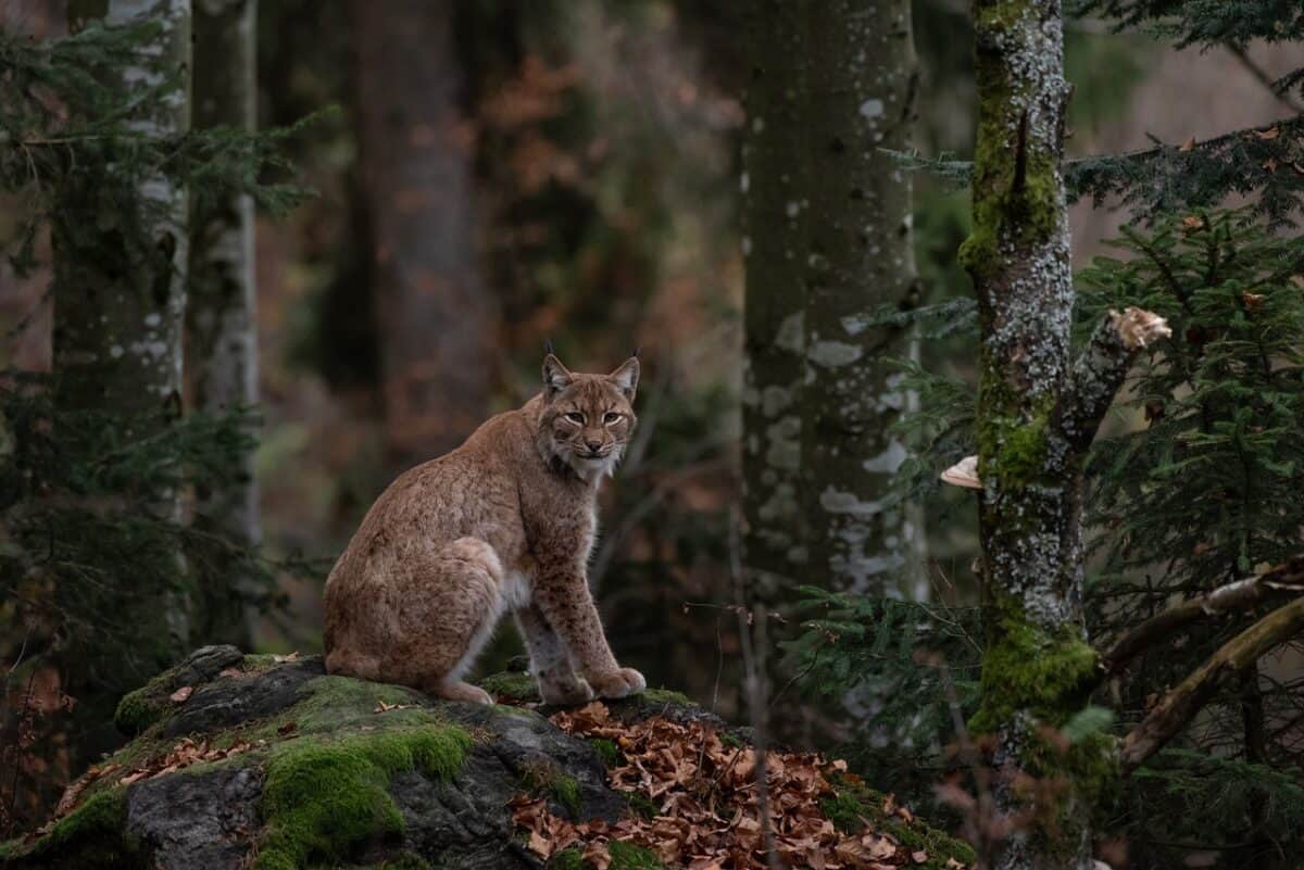 Bobcat in a forest