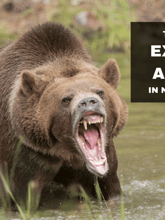 These 45 Animals Are The Most Extreme in North America