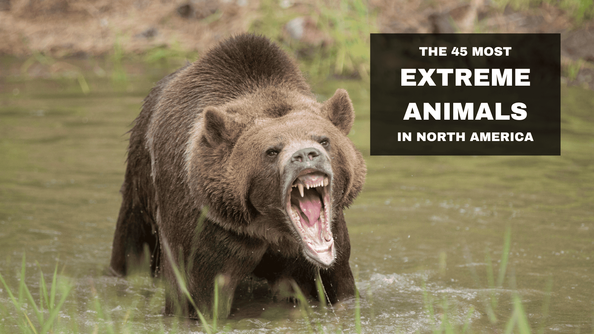 most extreme animals in north america