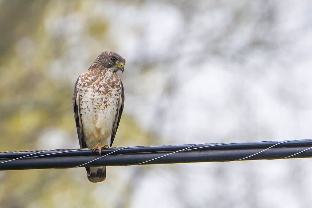 Broad-winged Hawk. Andrew C, CC BY 2.0 https://creativecommons.org/licenses/by/2.0, via Wikimedia Commons