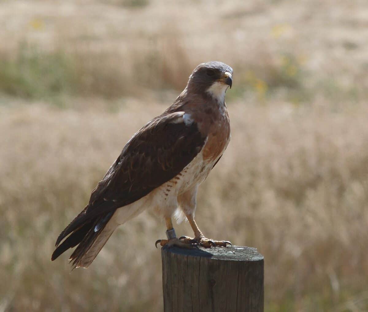 A Swainson's Hawk. Own work, CC BY-SA 2.5 https://creativecommons.org/licenses/by-sa/2.5, via Wikimedia Commons