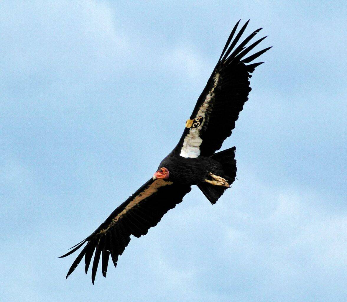 California Condor in flight.