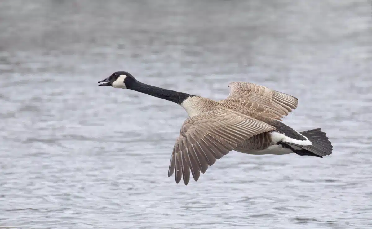 Canada Goose