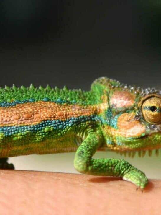 Genetics and Inheritance: How Traits Are Passed Down in the Animal Kingdom