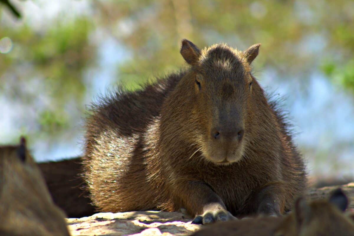 Capybara | Chigüire (Hydrochoerus hydrochaeris) in Hato El Cedral, Venezuela