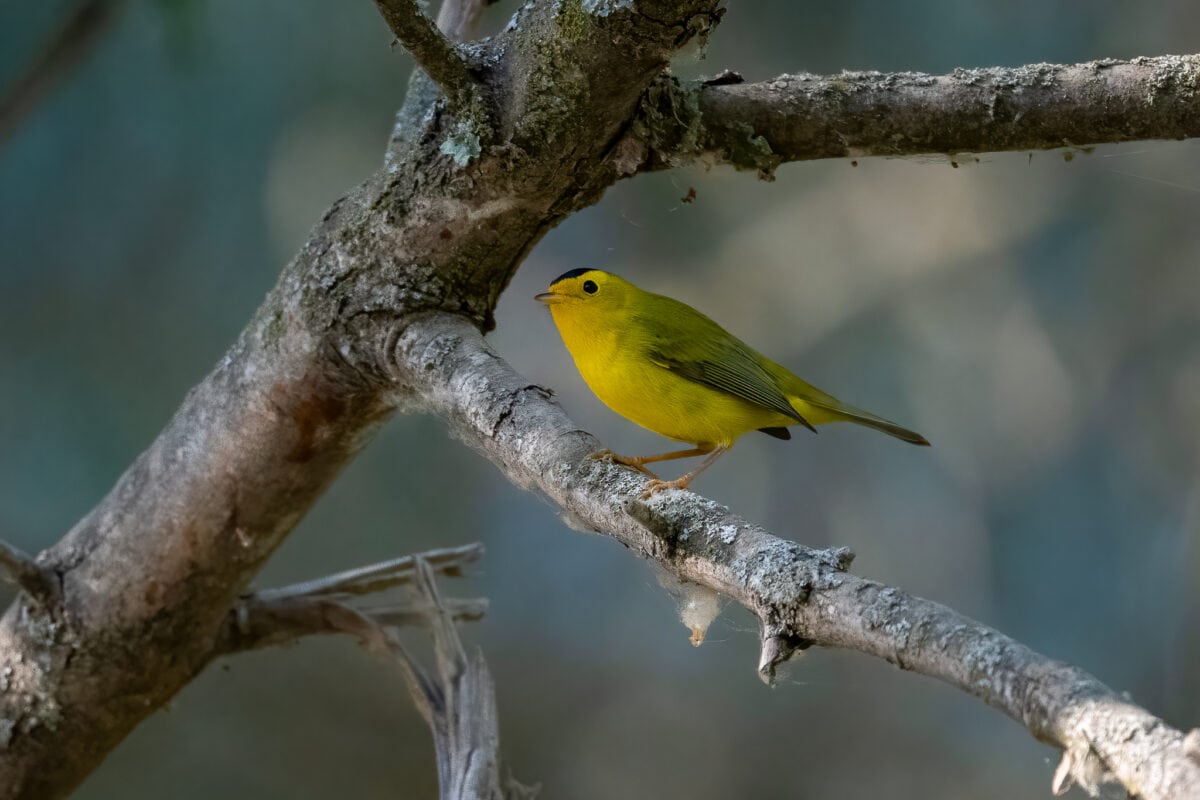 Wilson's warbler. Jonathan Eisen, CC BY 4.0 https://creativecommons.org/licenses/by/4.0, via Wikimedia Commons