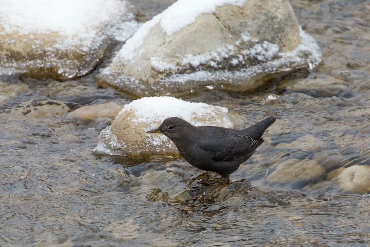 American Dipper swims underwater to feed.