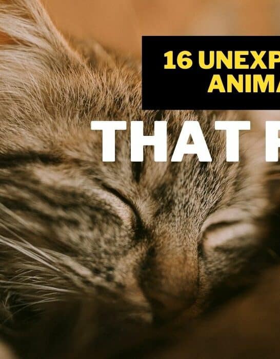 16 Unexpected Animals You Didn’t Know Could Purr