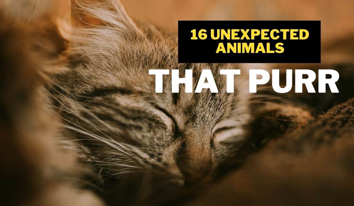 unexpected animals that purr