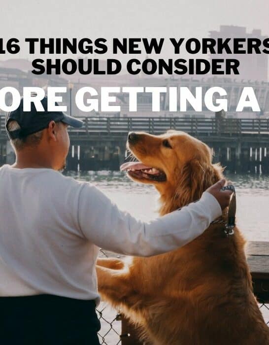 16 Things New Yorkers Should Consider Before Getting a Dog