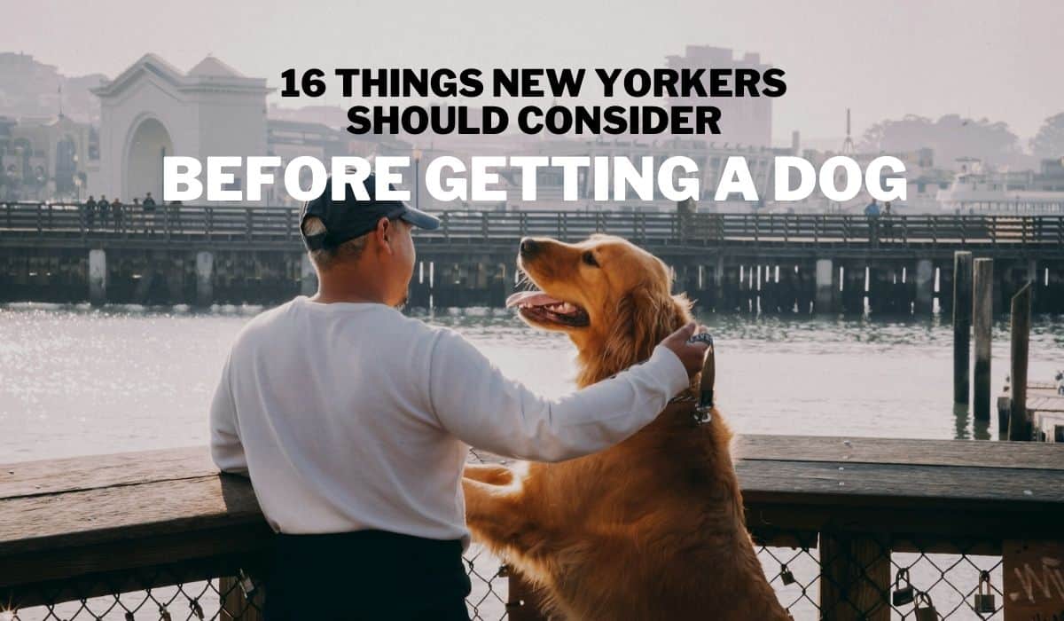 things new yorkers should consider before getting a dog