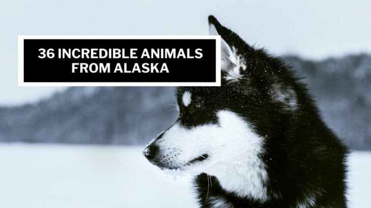 36 Incredible Animals From Alaska