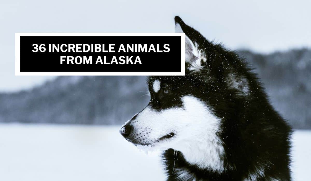 incredible animals from alaska