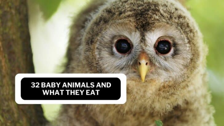 32 Cute Baby Animals and What They Eat