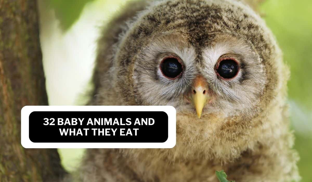 what baby animals eat