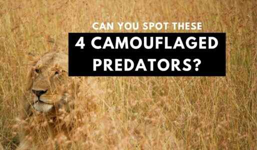 Can You Spot These Perfectly Camouflaged Predators?
