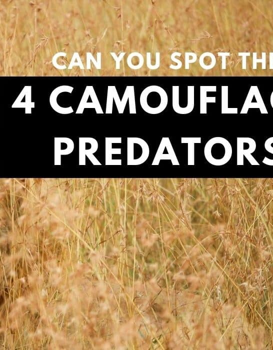 Can You Spot These Perfectly Camouflaged Predators?