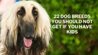 Dog breeds you should not get if you have kids