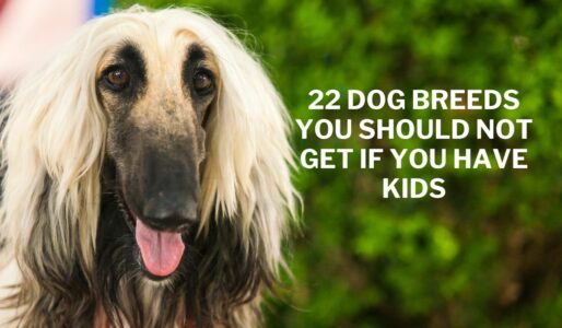 22 Dog Breeds You Should NOT Get If You Have Kids