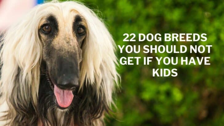 22 Dog Breeds You Should NOT Get If You Have Kids