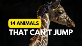 animals that can't jump