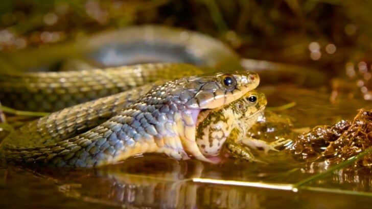 Poisonous Frog About to Become a Snack Wins Over Snake
