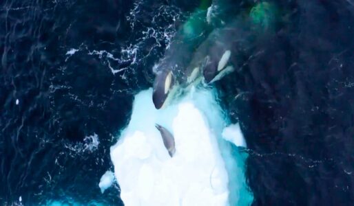 Three Orcas Trying to Reach a Seal Snack