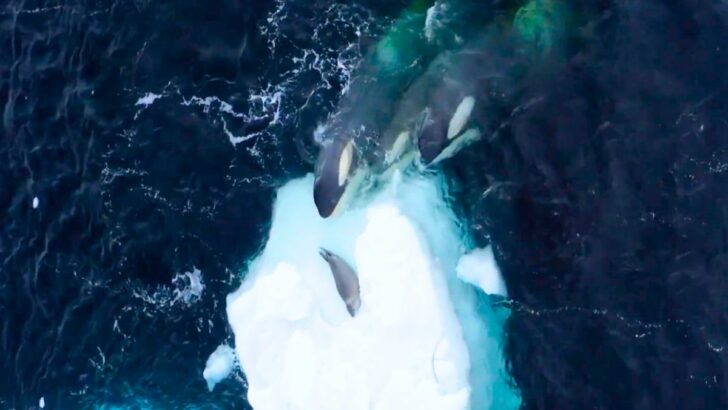 Three Orcas Trying to Reach a Seal Snack