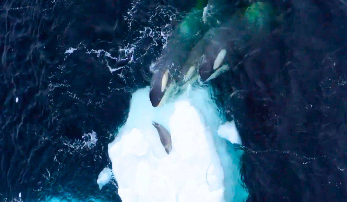 orcas trying to reach snack