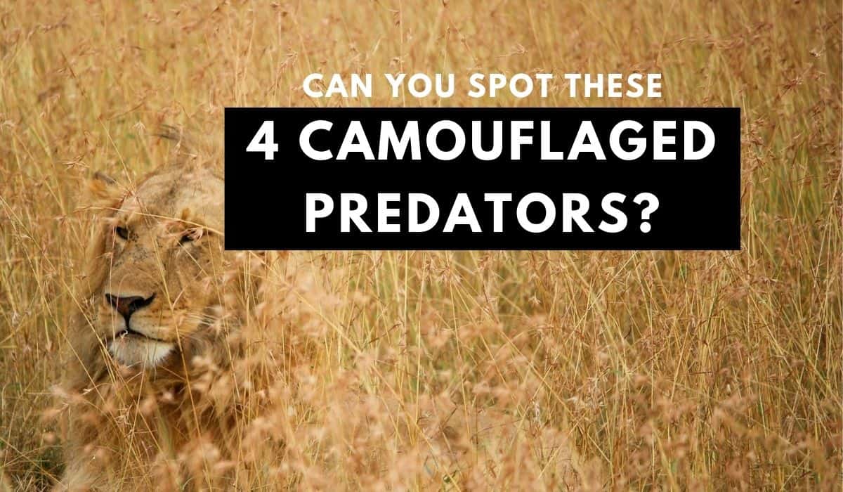 camouflaged predators