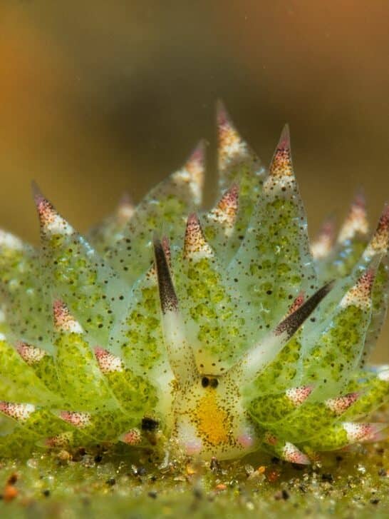 Meet The Adorable Photosynthesizing Leaf Sheep