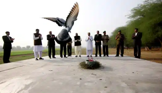The Pigeon Accused Of Spying For China Was Finally Released From Indian Bird Prison