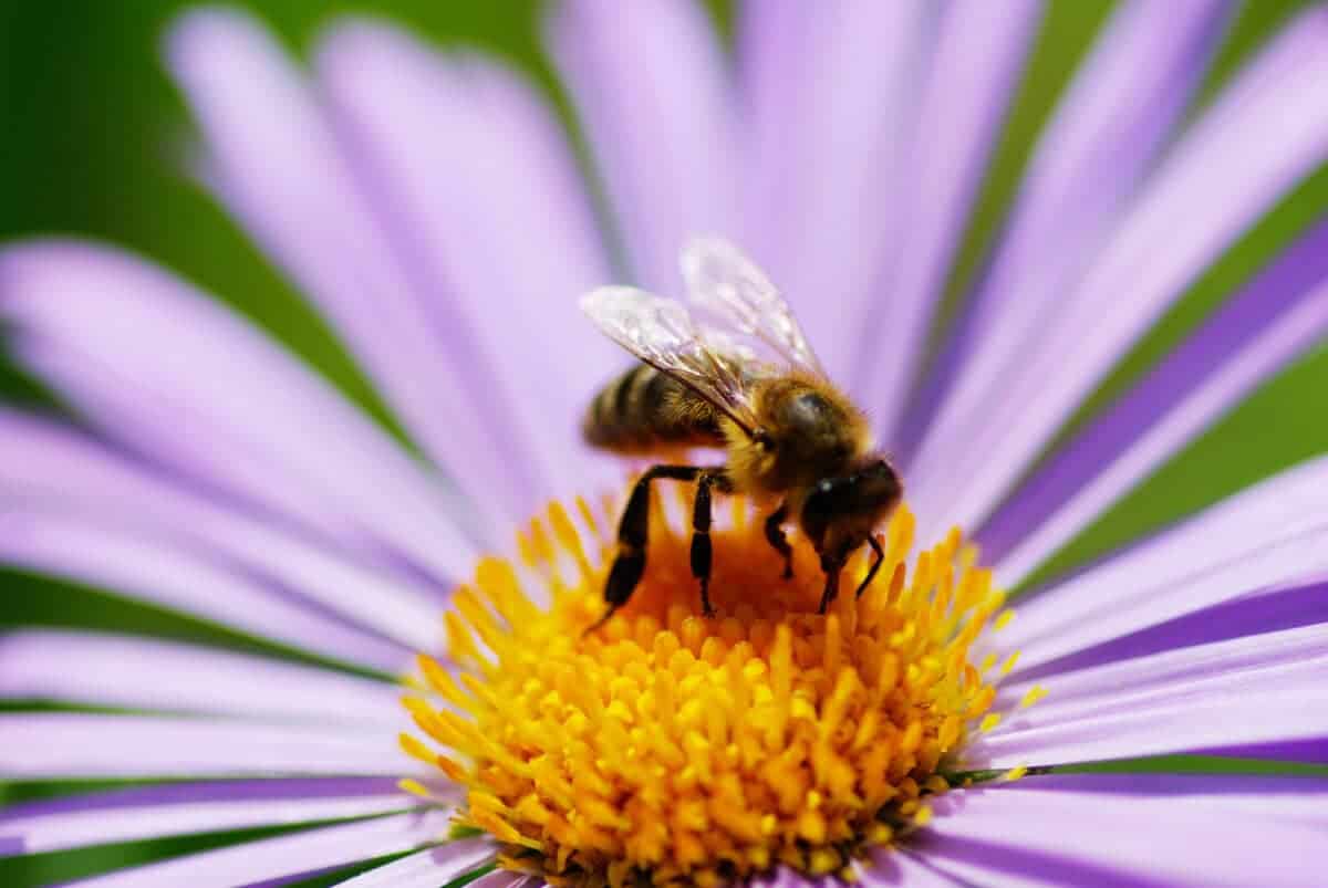 flower and bee