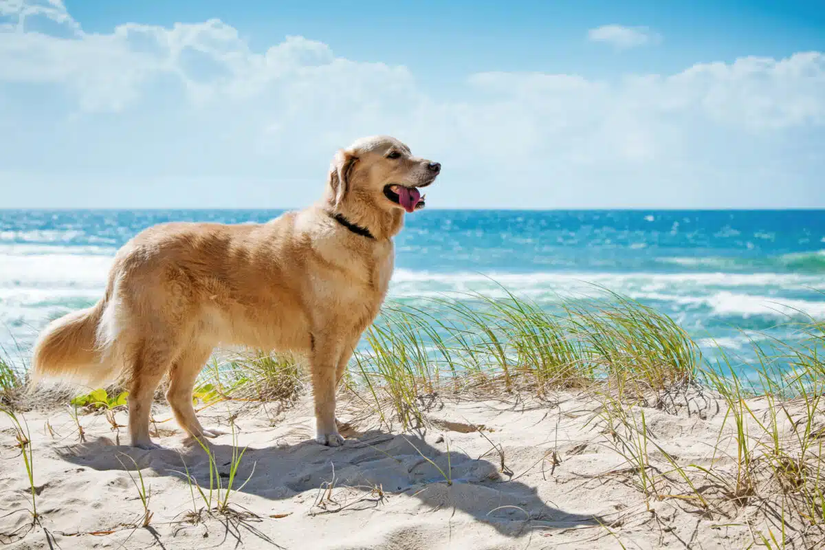 golden retriever greeting a beach