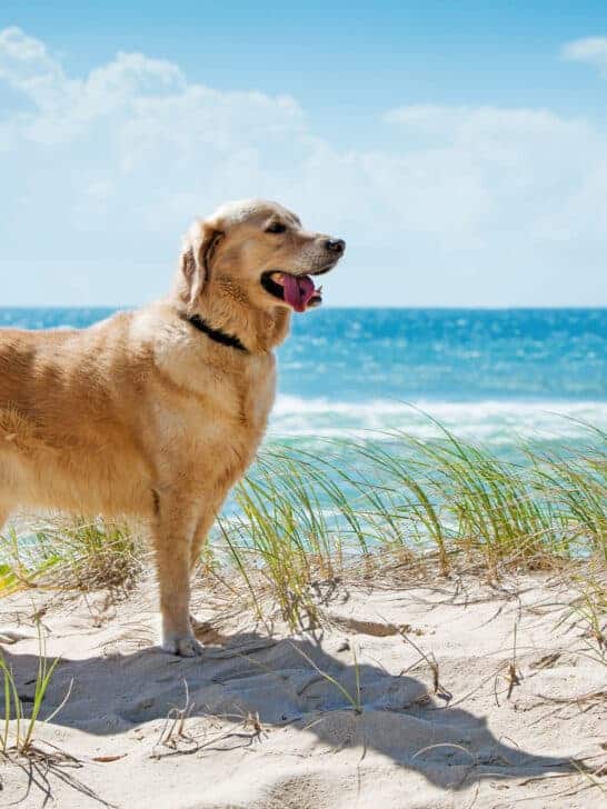 Watch Golden Retriever Greeting A Hammerhead Shark