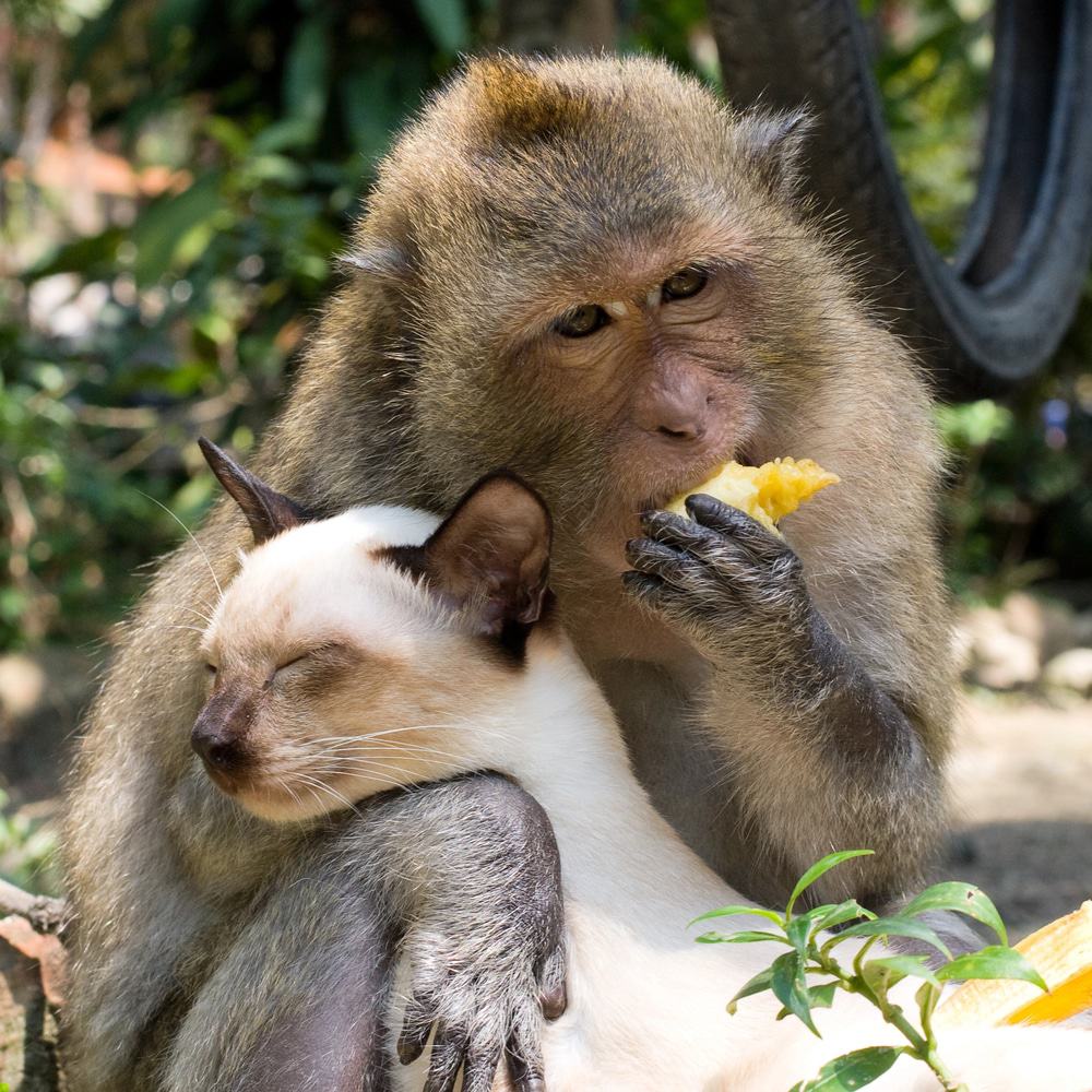 monkey and cat