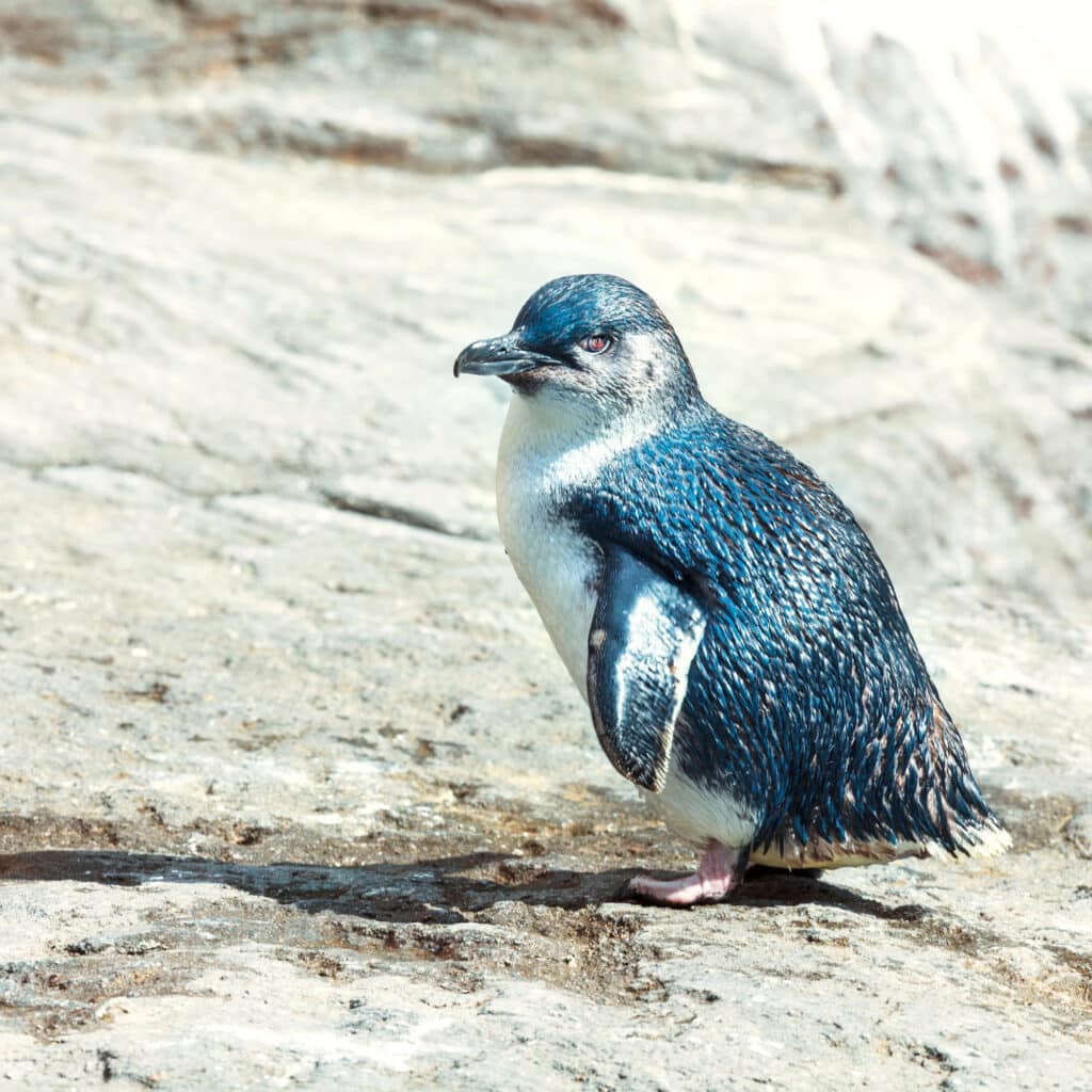 blue penguin