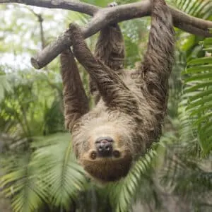 14 Fascinating Facts About Sloths That Will Surprise You