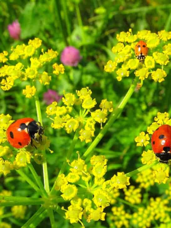 The World’s Deadliest Plants and What Makes Them So Lethal